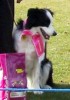 Darcy - 1st Special Beginners - click to see full photo